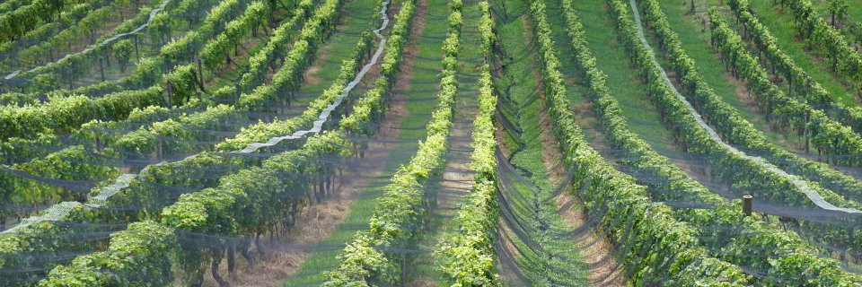 Sustwinesuk's profile banner image