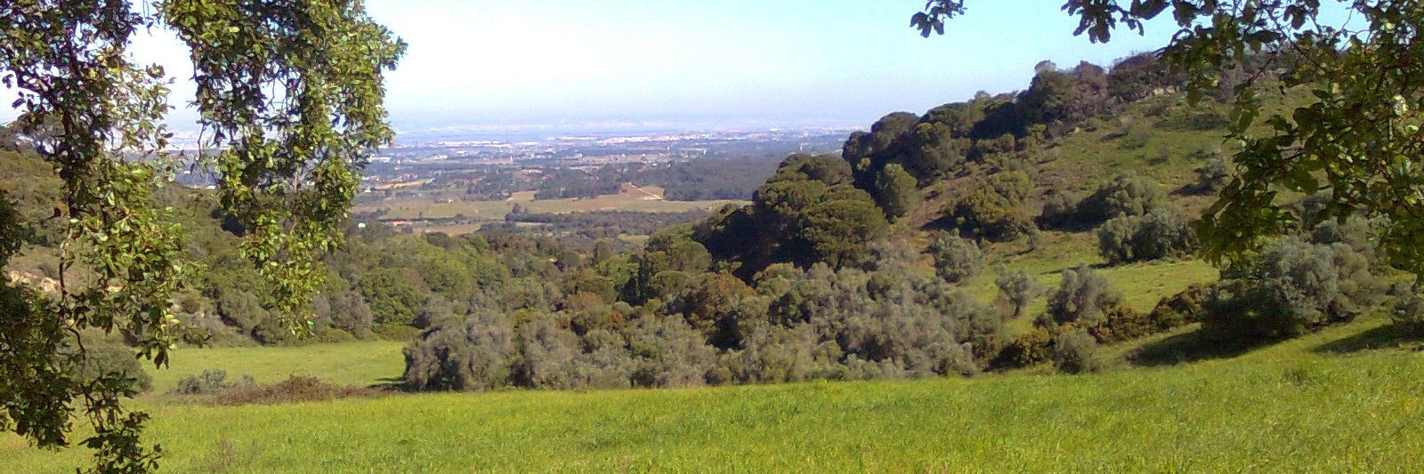 Sergio Pereira banner