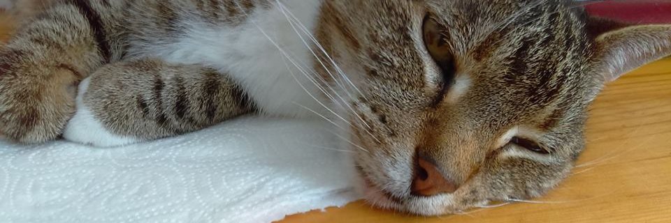 danjot25's profile banner image