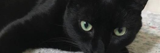 MrJoeWink's profile banner image