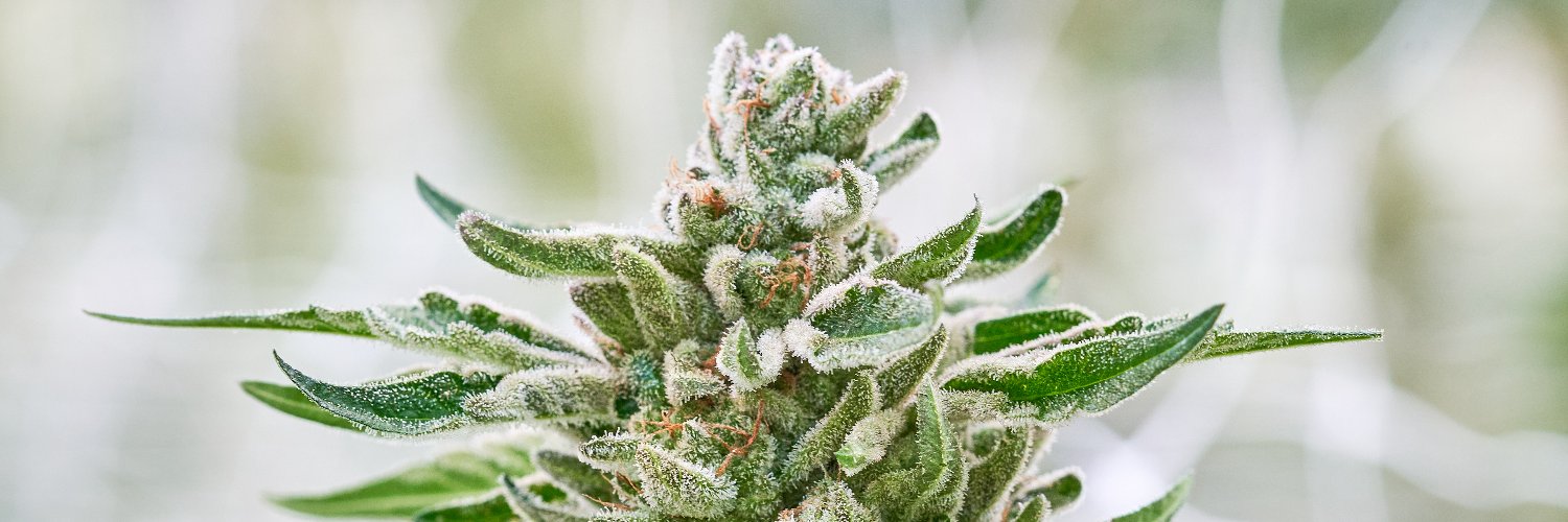 Surterra (surterra) / Twitter