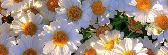 ★★𝕧𝕚𝕚𝕔𐌉𐌉 𝗘𝗡 ▬ banner