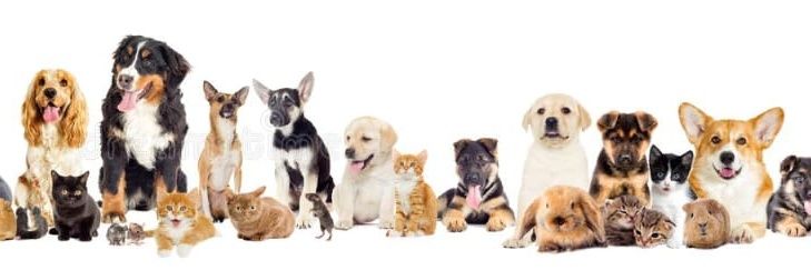 petpuppies👿😺's banner