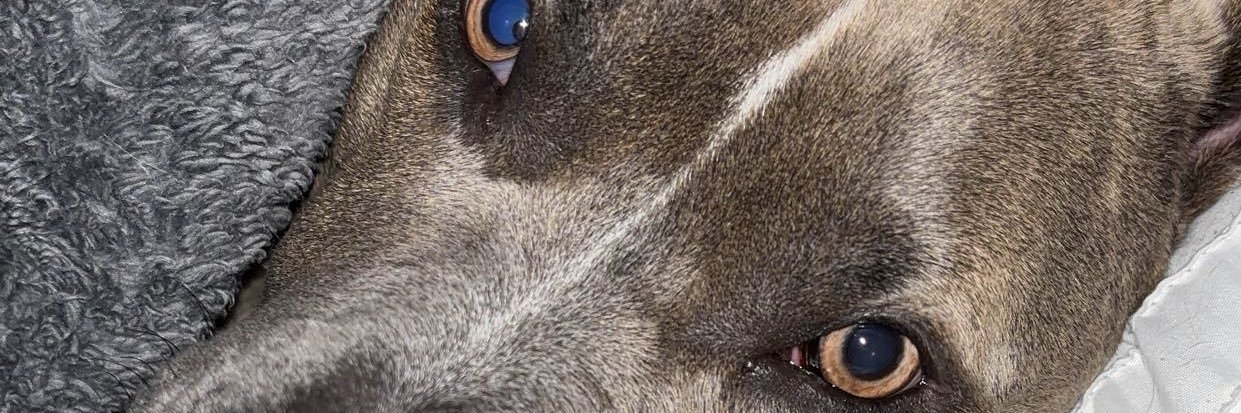 licilovez's profile banner image