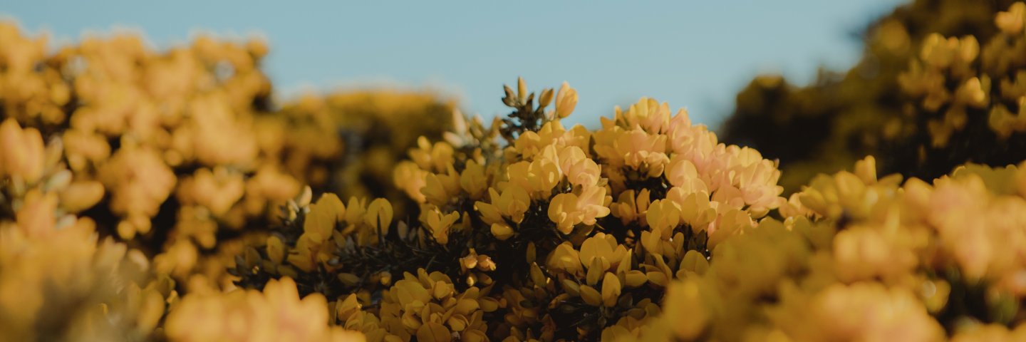 Recovery.org banner
