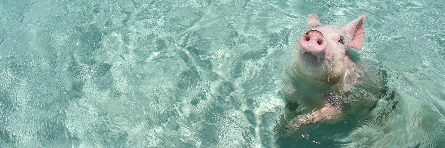 When Pigs Swim™ banner