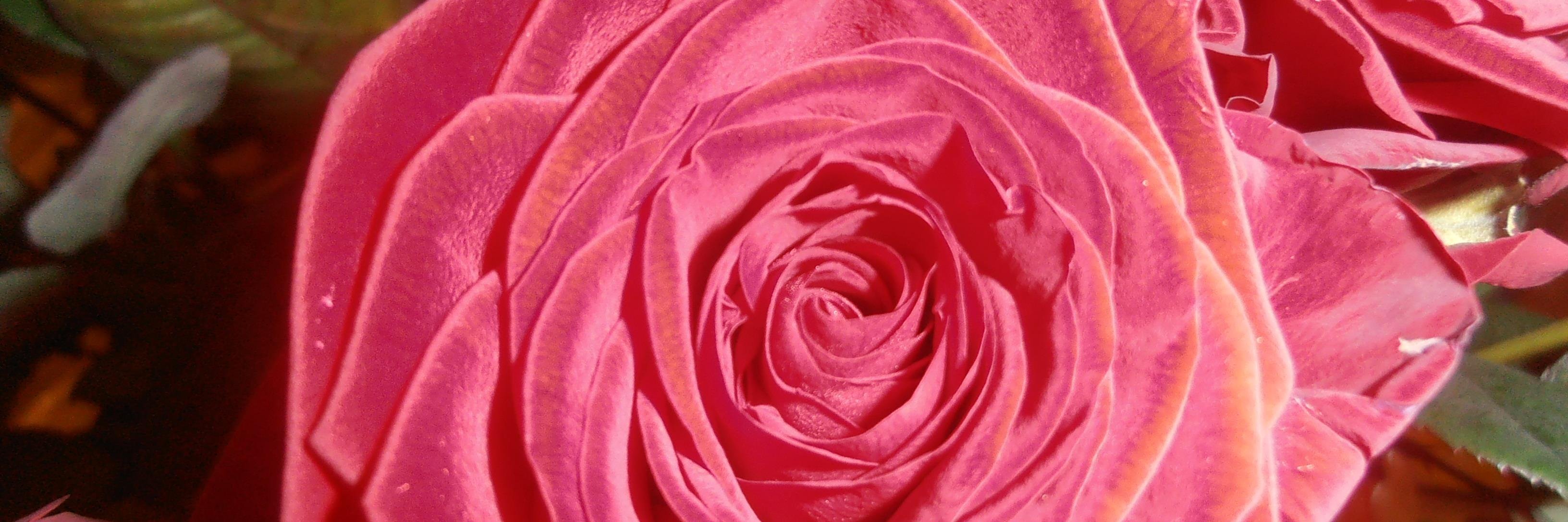 CactusFamily's profile banner image
