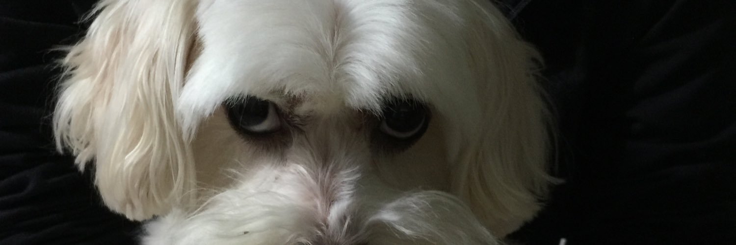 mochanchann's profile banner image