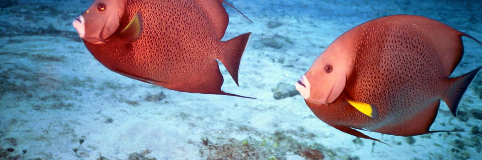 Lance Edelman banner