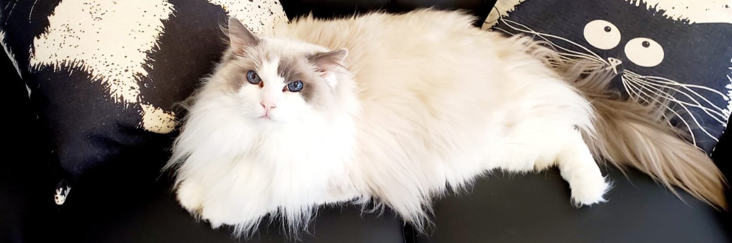 Alec🇲🇽🇺🇸🇨🇦 banner