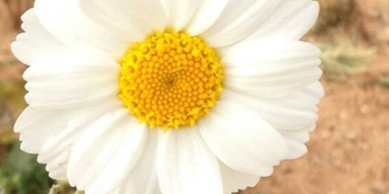 Maneaeaa's profile banner image