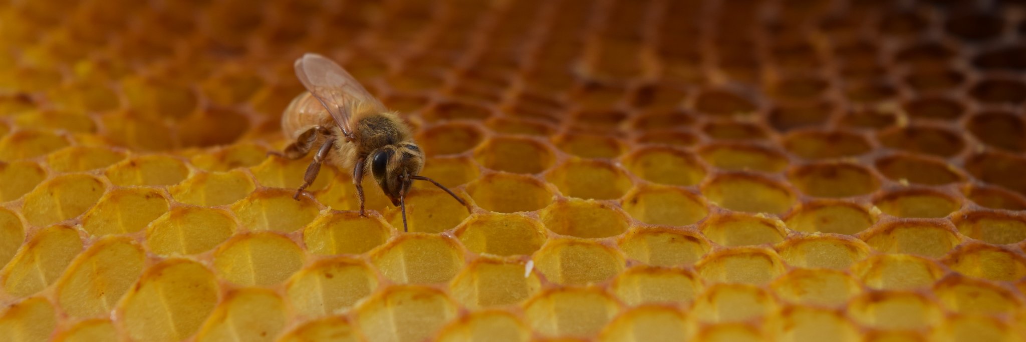Audrey Parish banner