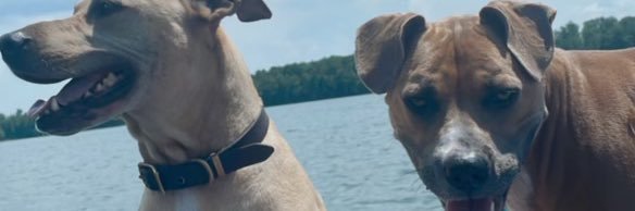 Matthew LaMothe banner