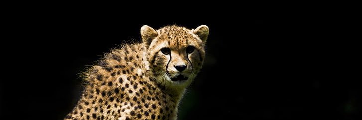 Will Cornwell banner