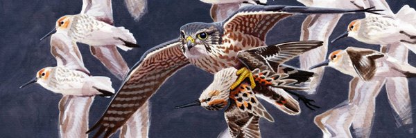 kokayart Profile Banner