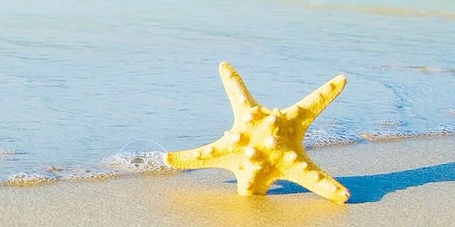 TheColliePops's profile banner image