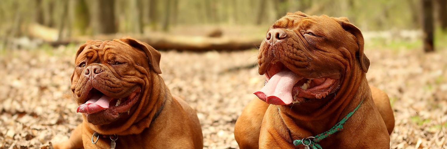 PuppySource's profile banner image