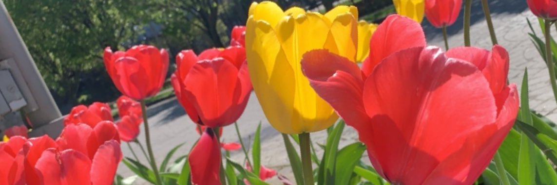 shelleyymango's profile banner image