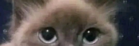 guchdog 🇻🇪 banner