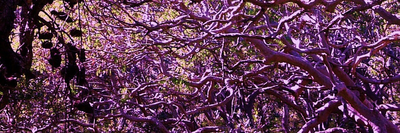 mudjerra's profile banner image