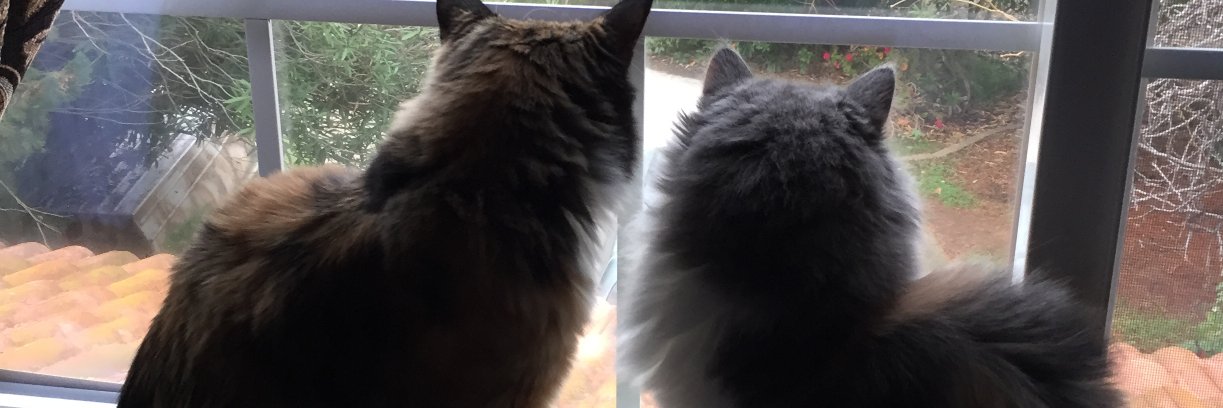 Denise 🌻🐈 banner