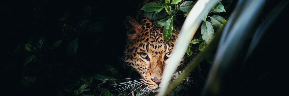 ju_oliveirans's profile banner image