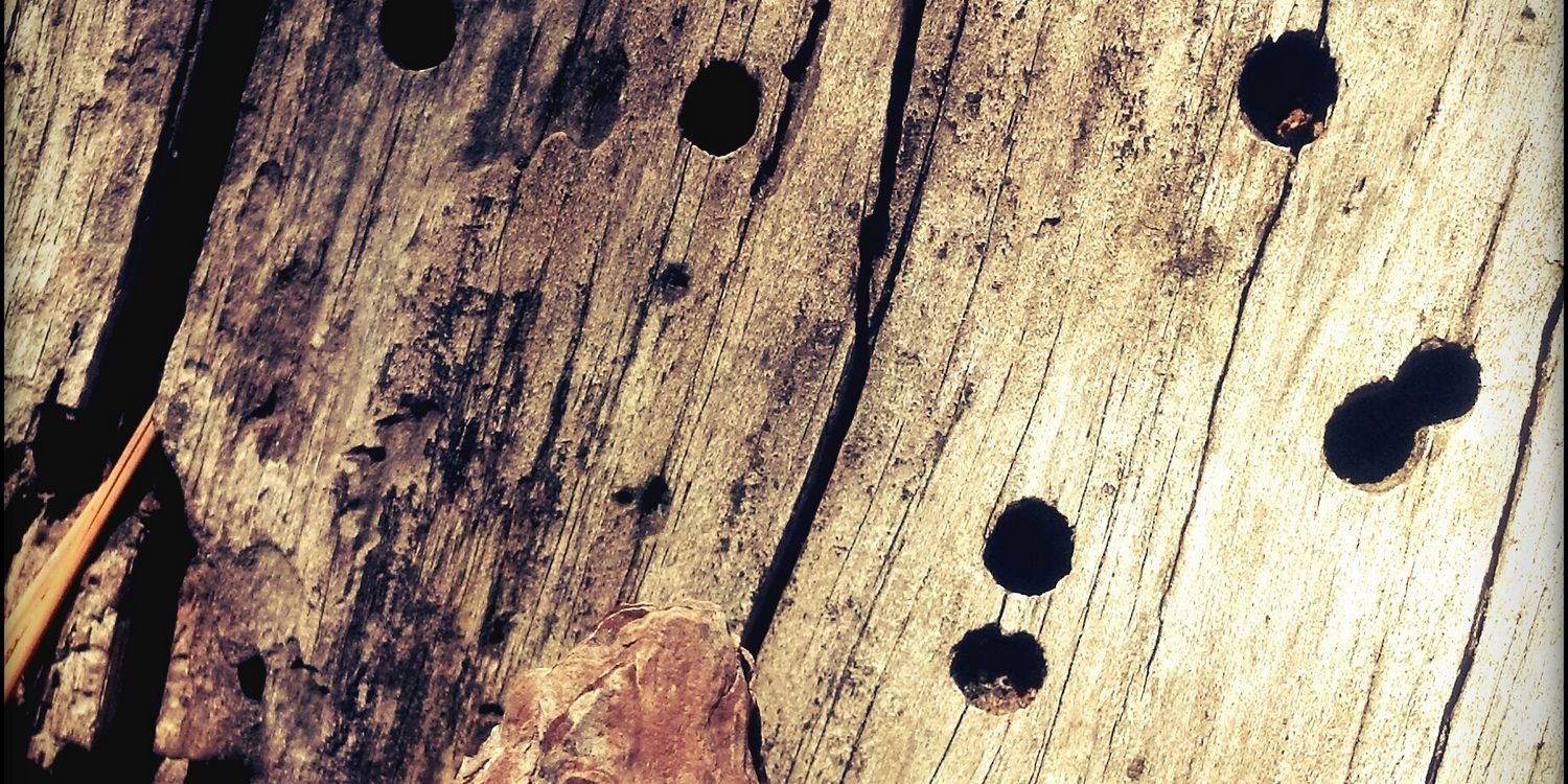 Beatnik Bandito banner