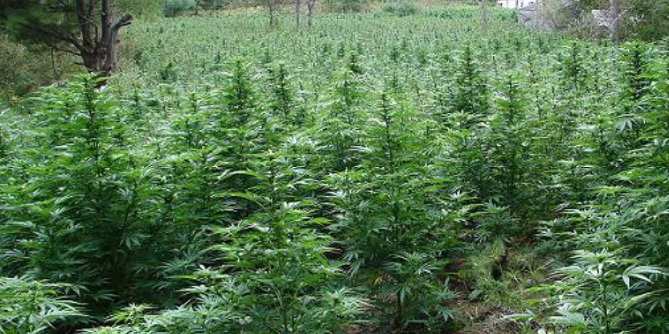 Weed Farmers banner