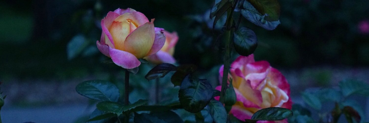 kevedsch's profile banner image