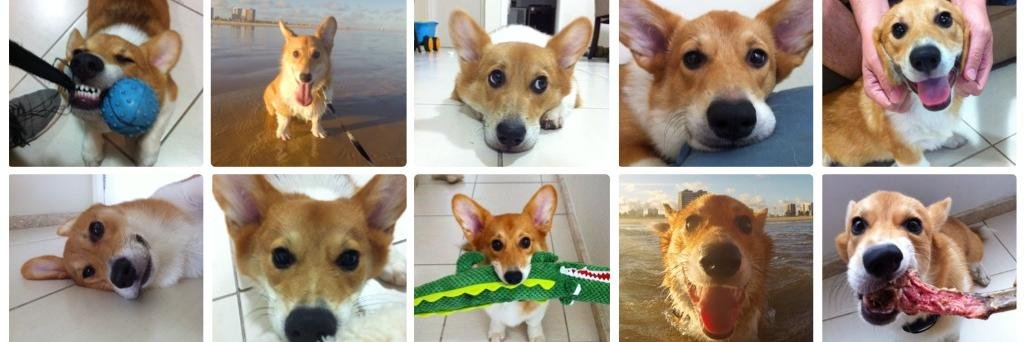 PequeTheCorgi's profile banner image