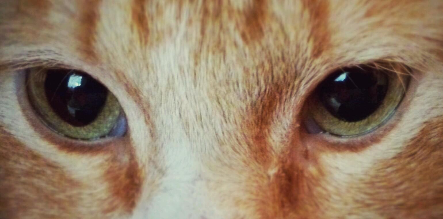patchankat's profile banner image