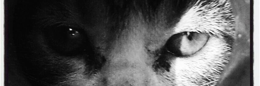 Sir_kop's profile banner image