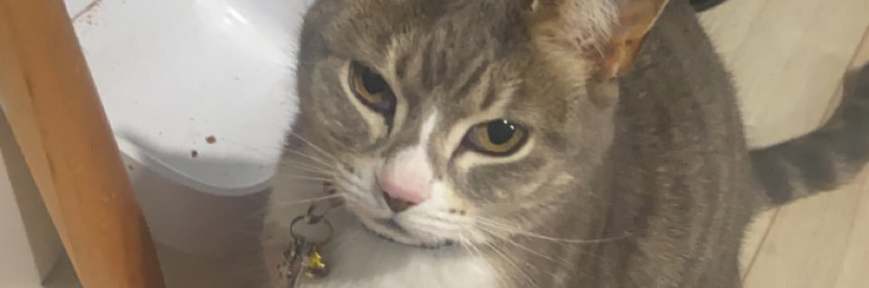 asdfcathy's profile banner image