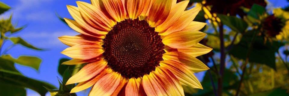 saamxoo's profile banner image