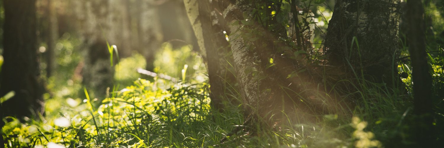 Tomorrow's Forests banner