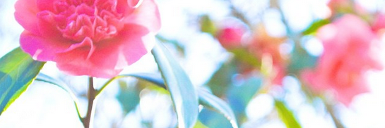 MissHayleyAlice's profile banner image