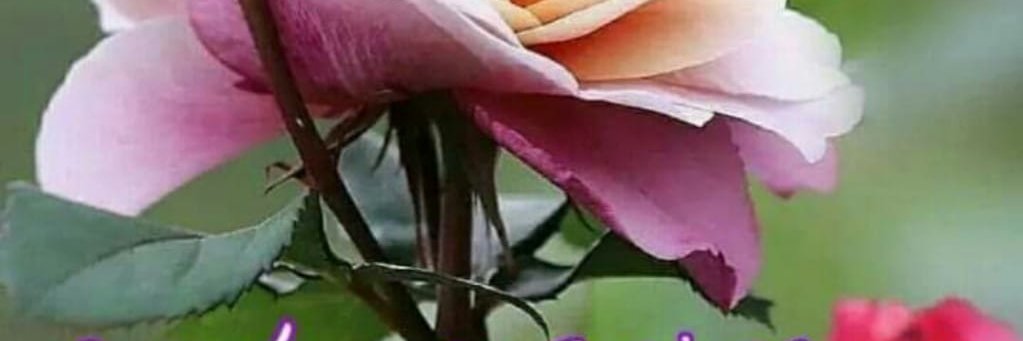 roni17me's profile banner image