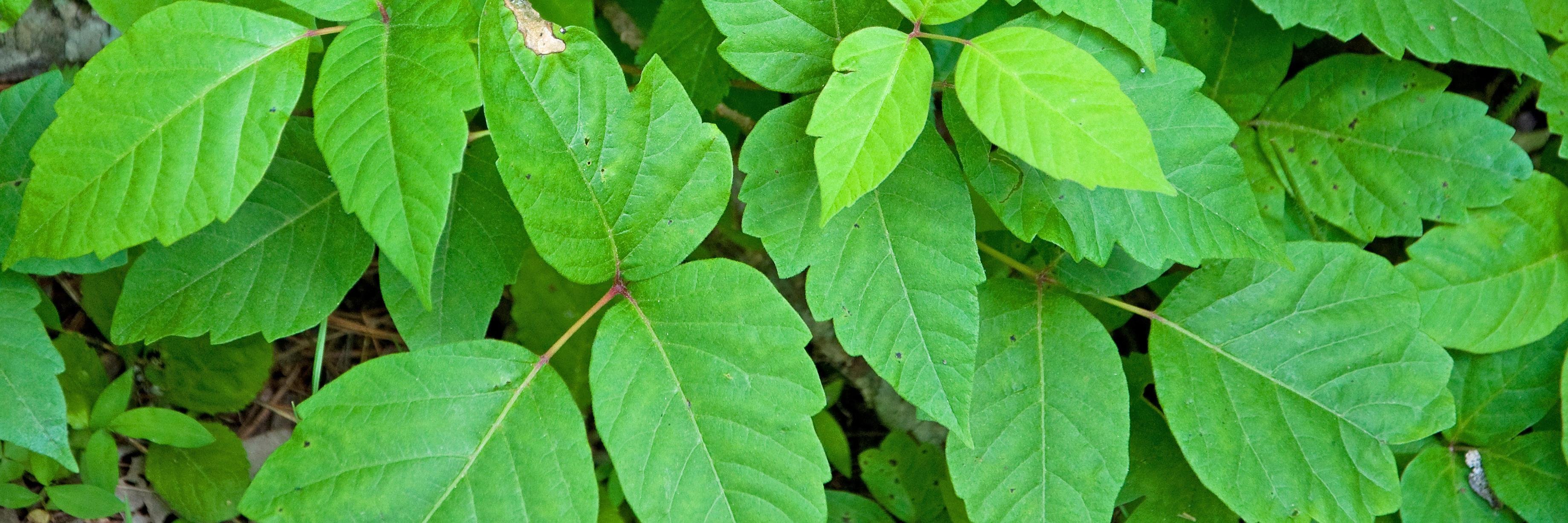 Ivy_Pepper's profile banner image