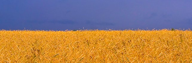 VKebich's profile banner image