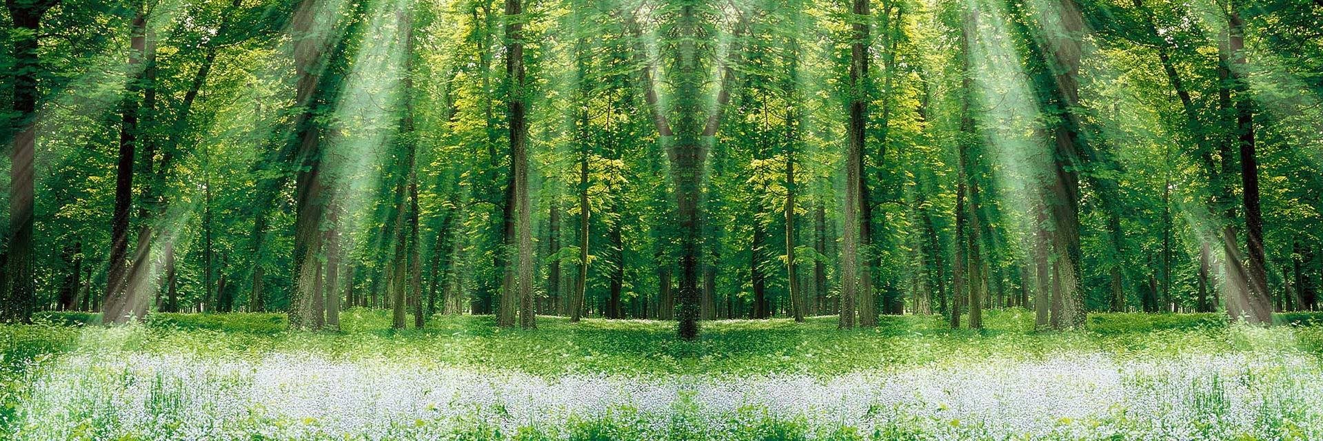 WheelockPrimarySch banner