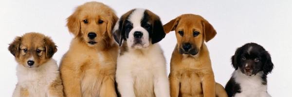 Didilaurent Profile Banner