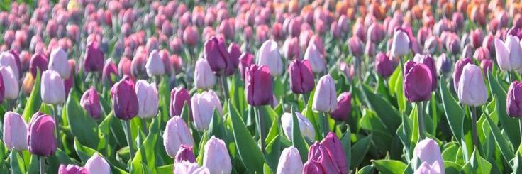 Stargirl✨ (Ricciardo's version) banner