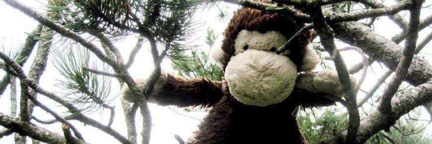 Malcolm Monkey banner