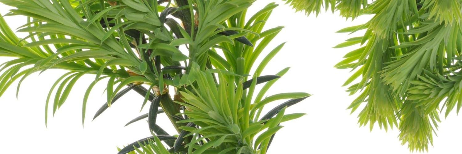 LadiesPandC's profile banner image