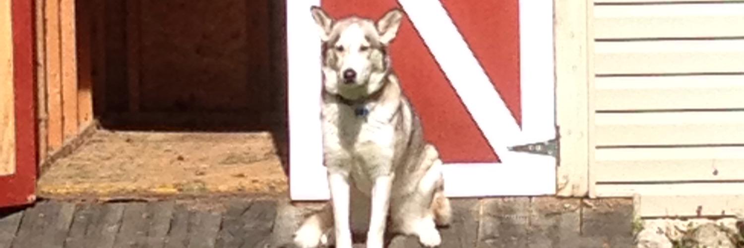 walkinkoda's profile banner image