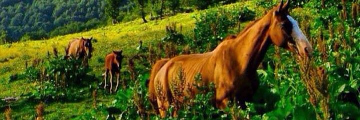 Niicikaa's profile banner image