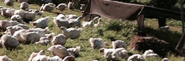 FarmingChicks Profile Banner