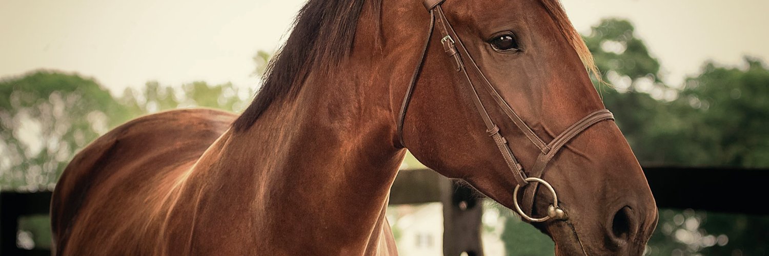 SRFHorses's profile banner image