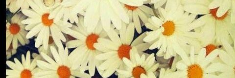 PaolaShJB's profile banner image