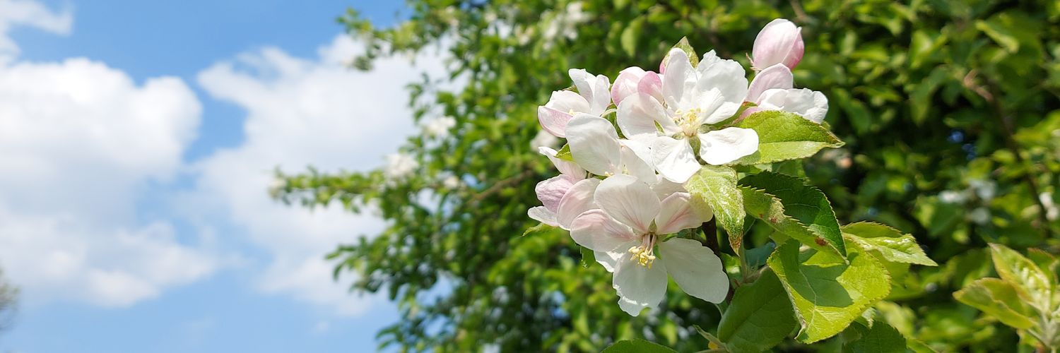 try_elif's profile banner image